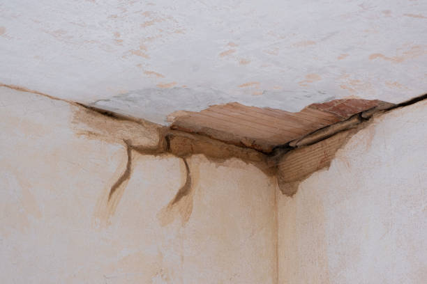 Best Mold removal after water damage  in Berrien Springs, MI