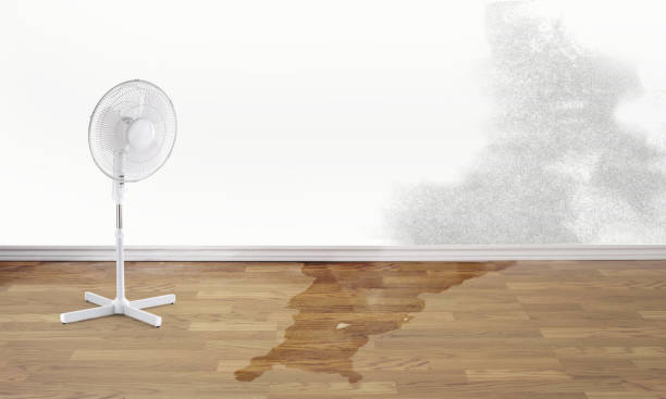 Best Water damage cleanup near me  in Berrien Springs, MI